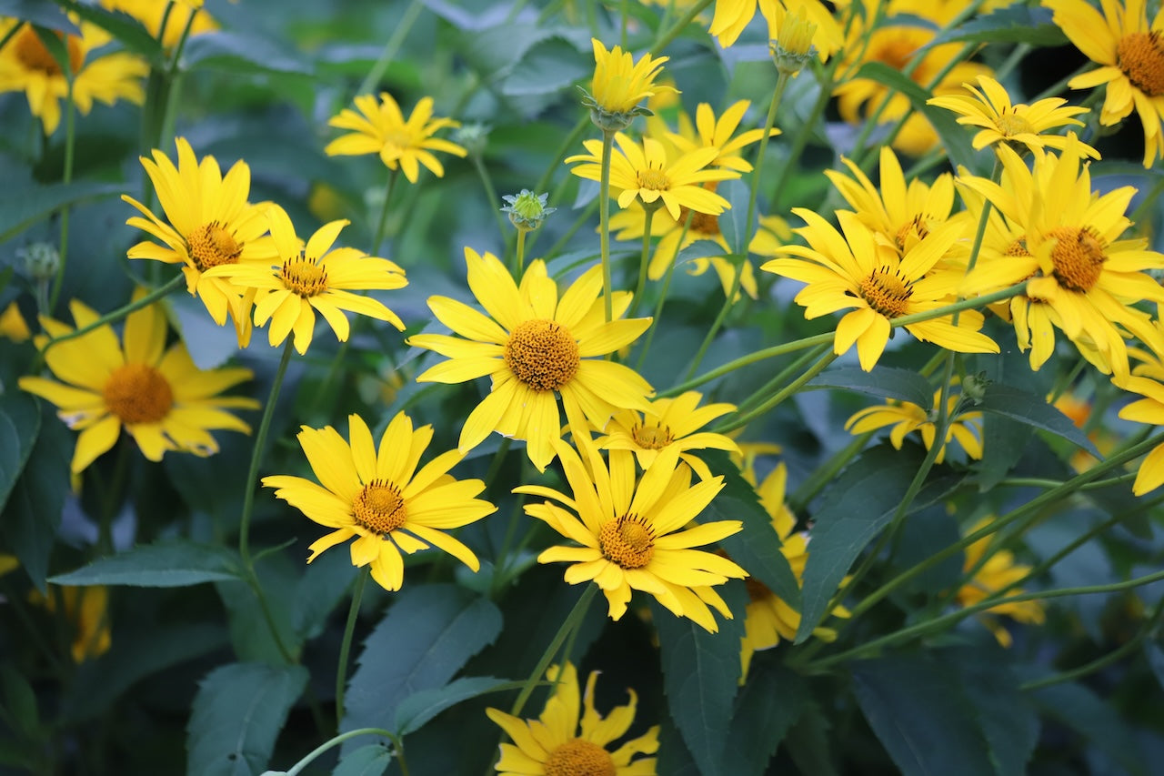 Ontario Natives - False Sunflower
