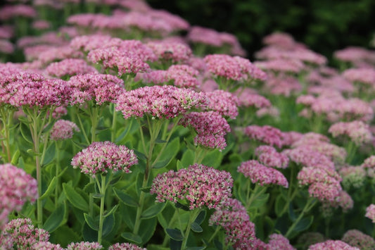 Jade Tuffet Sedum