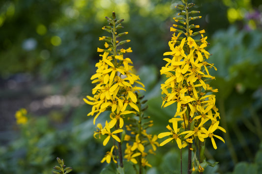 Lantern Ligularia