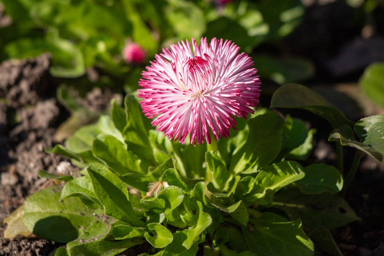 Habanera Rose English Daisy