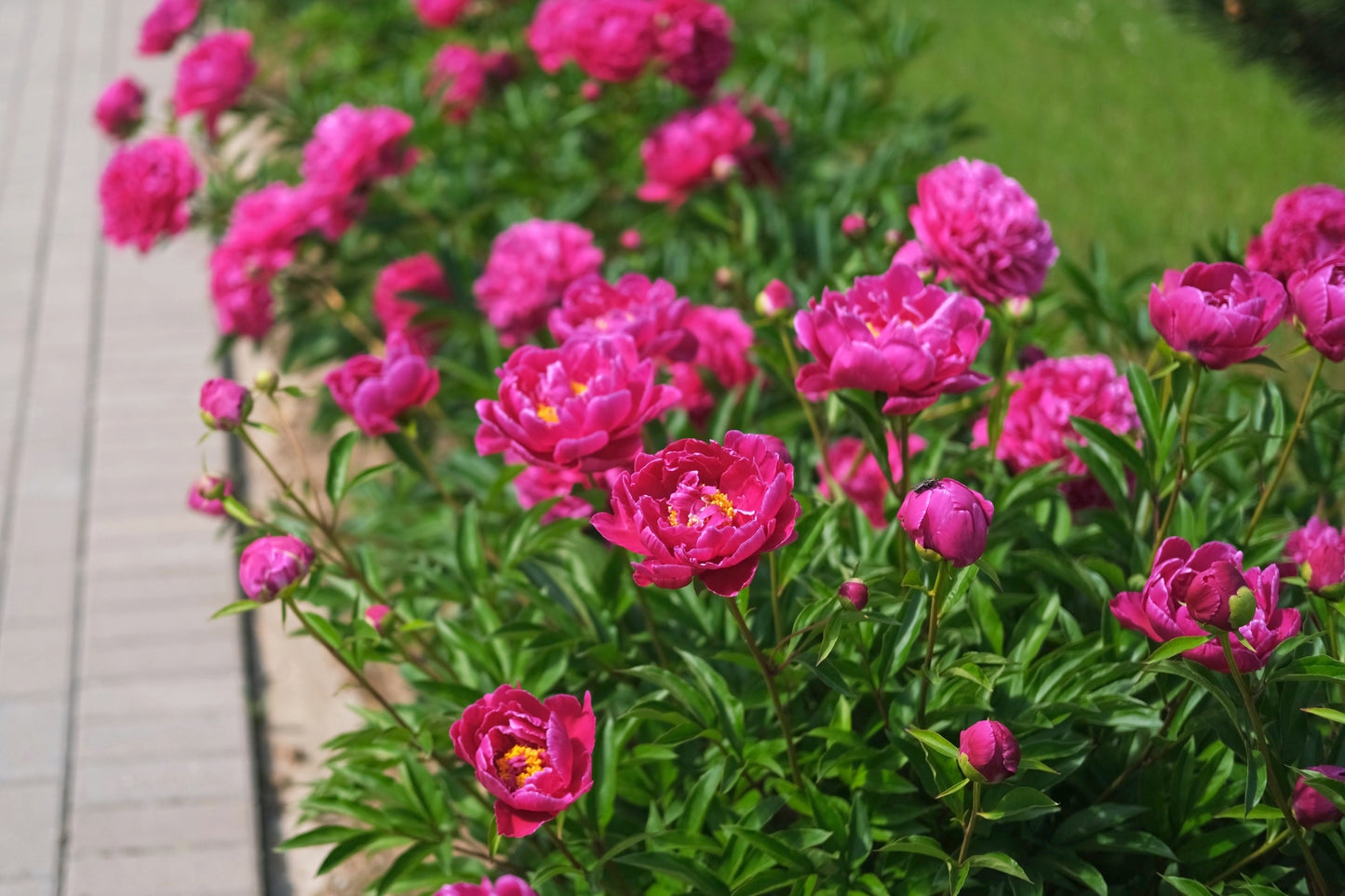 Bunker Hill Peony