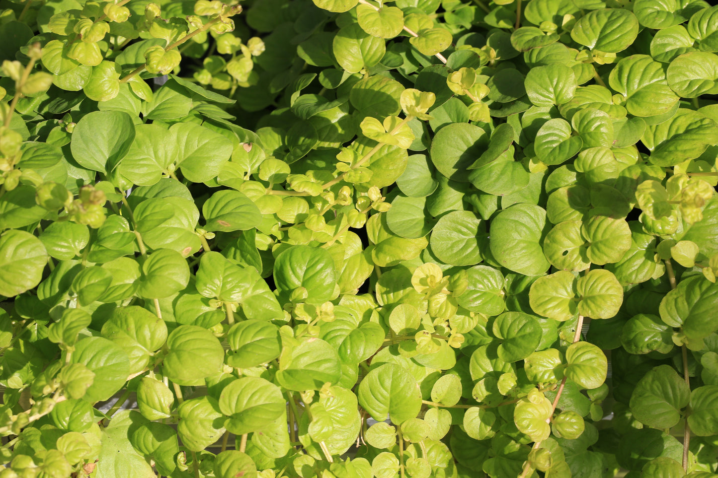 Creeping Jenny