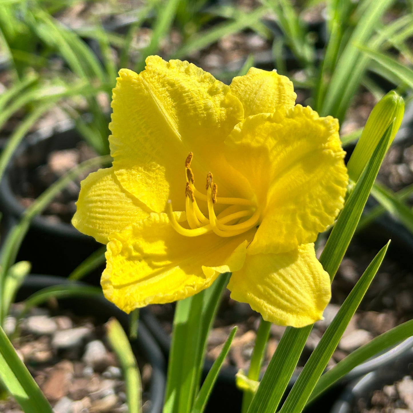 Happy Returns Daylily