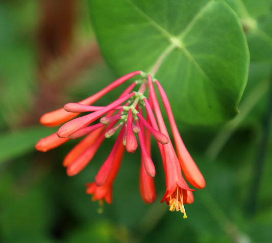 Dropmore Scarlet Honeysuckle