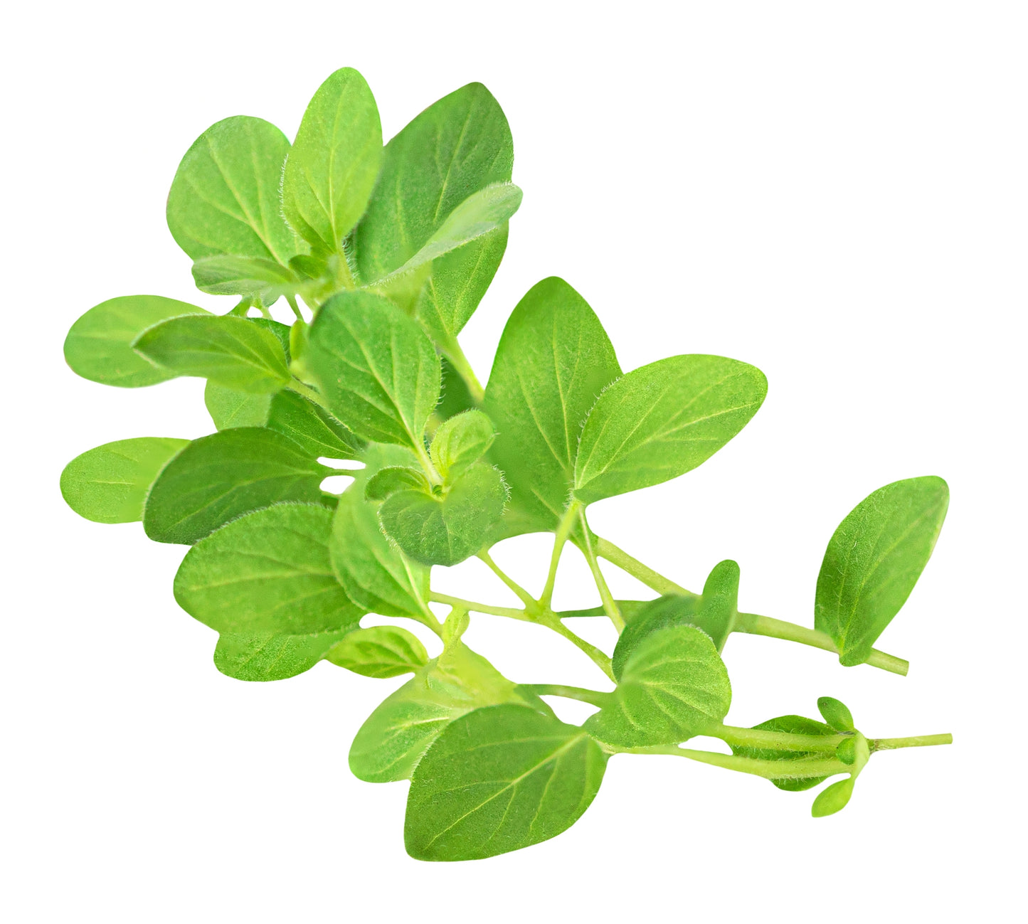 Italian Oregano