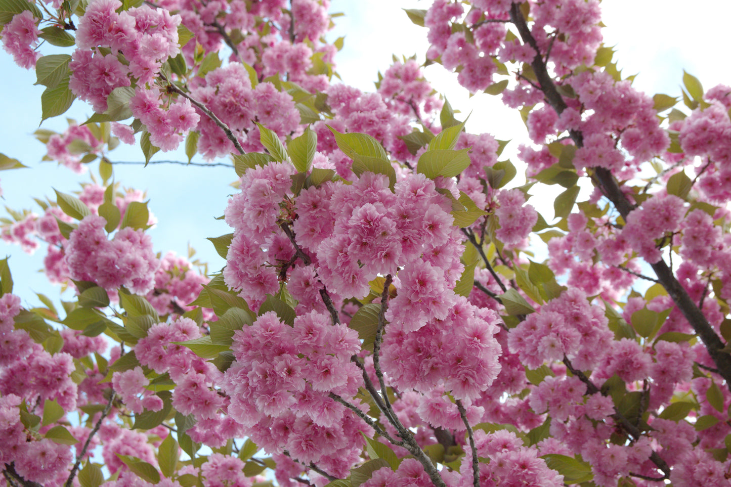 Kwanzan Flowering Cherry
