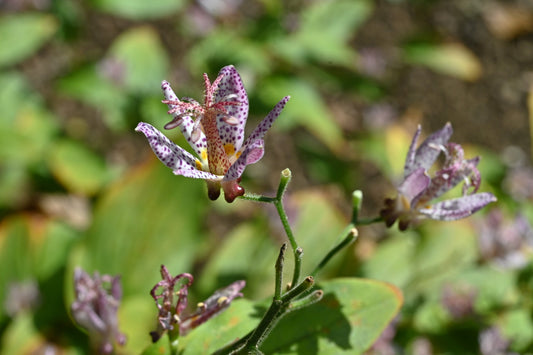 Hairy Toad Lily