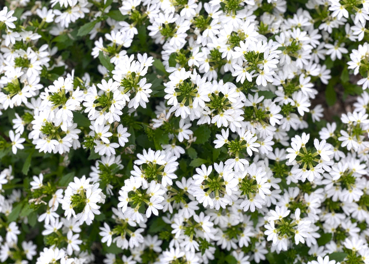 White Scaevola