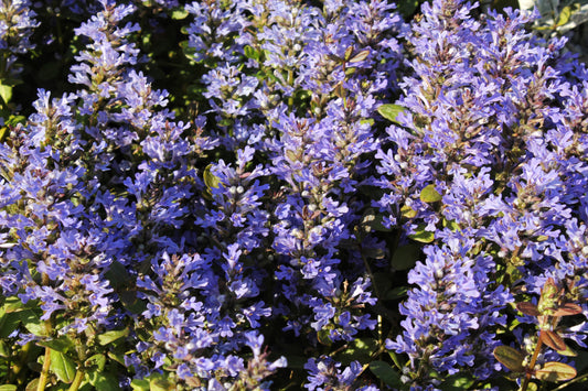 Blue Carpet Catmint