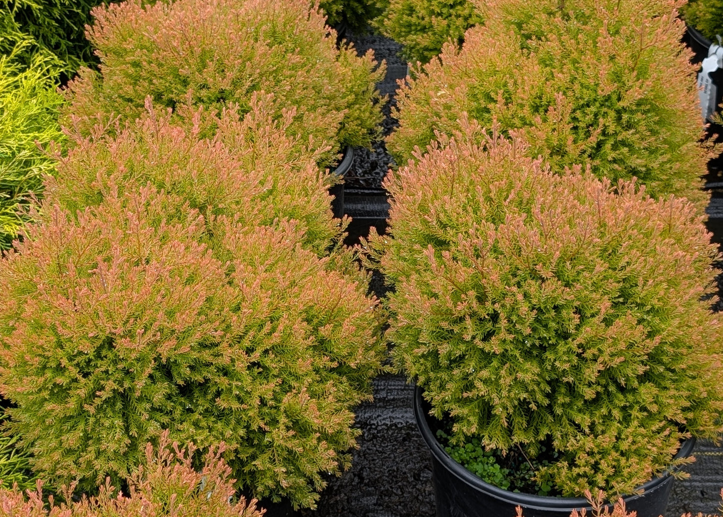 Fire Chief™ Globe Cedar