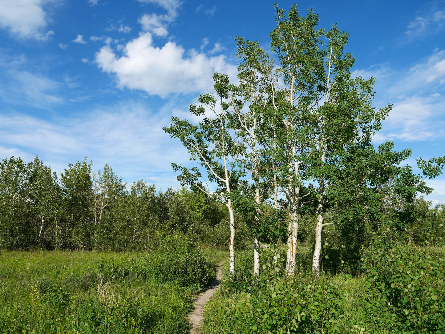 Trembling Aspen