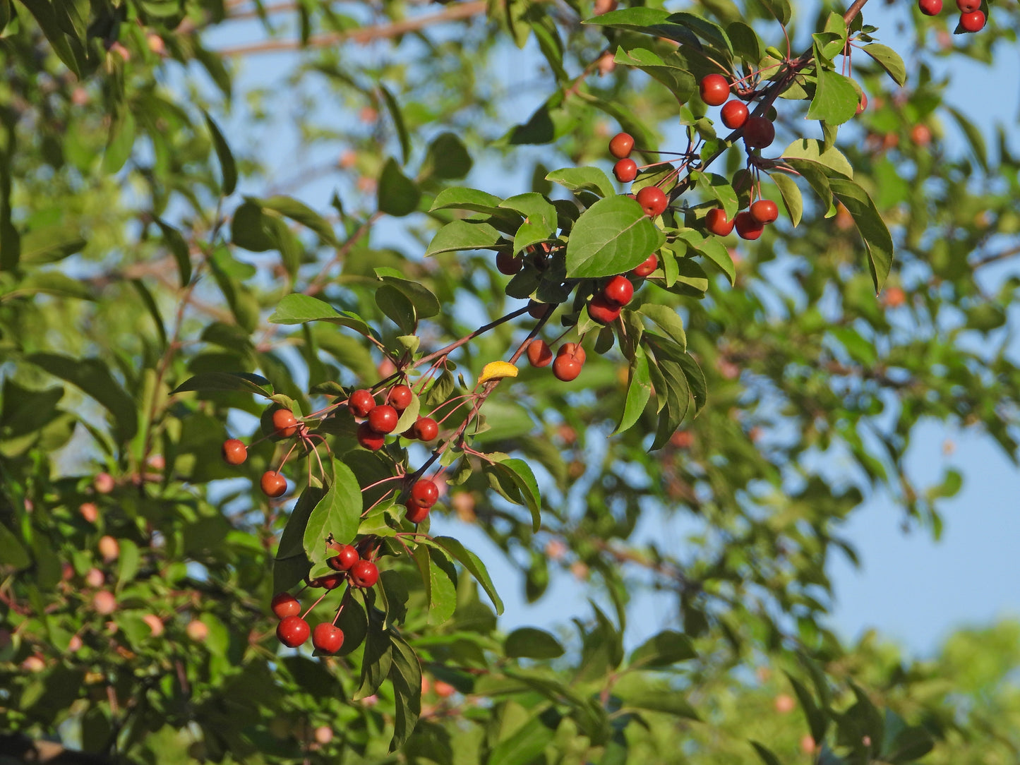Royal Raindrops® Crabapple