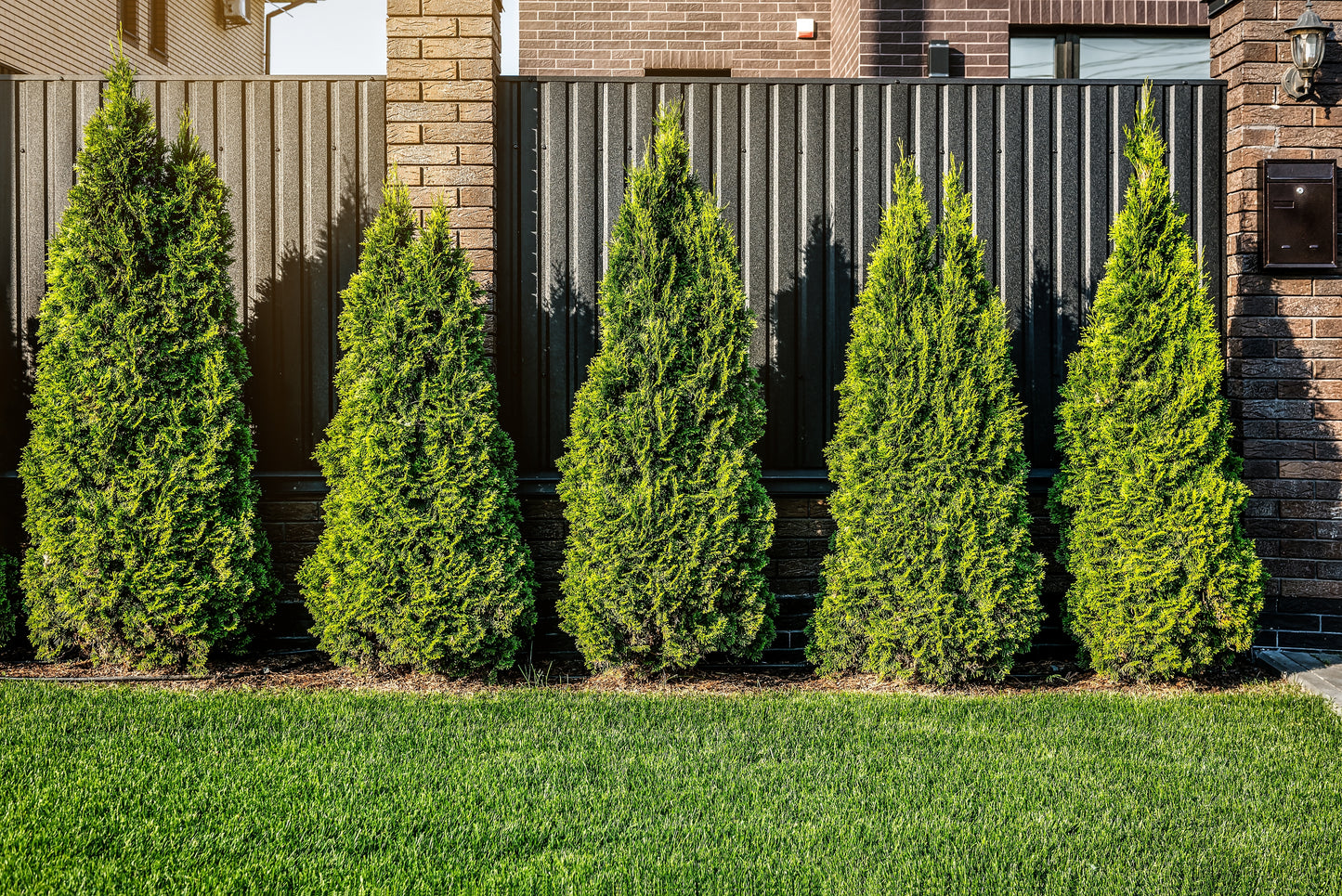 Emerald Cedar
