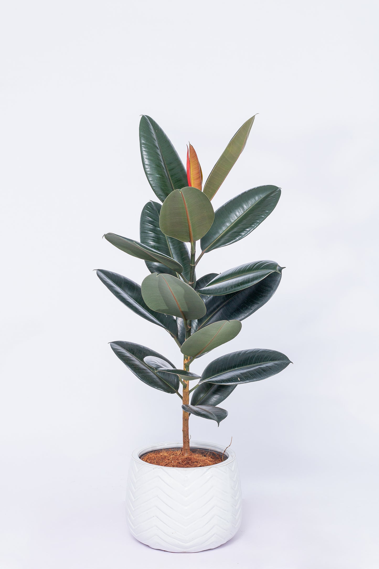 Burgundy Rubber Plant