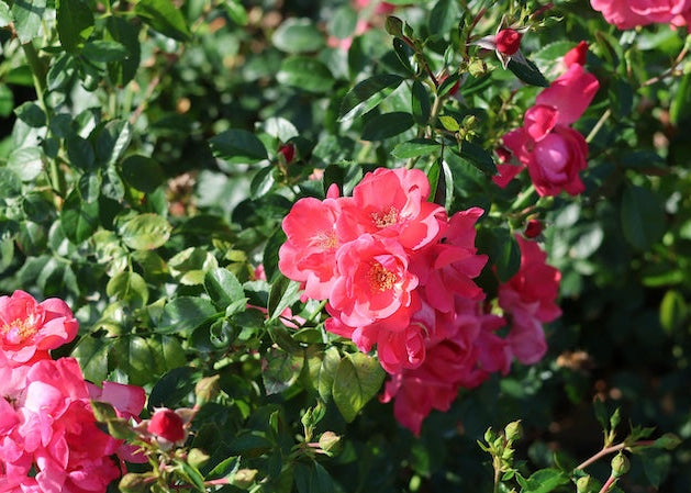 Flower Carpet Pink Supreme Rose