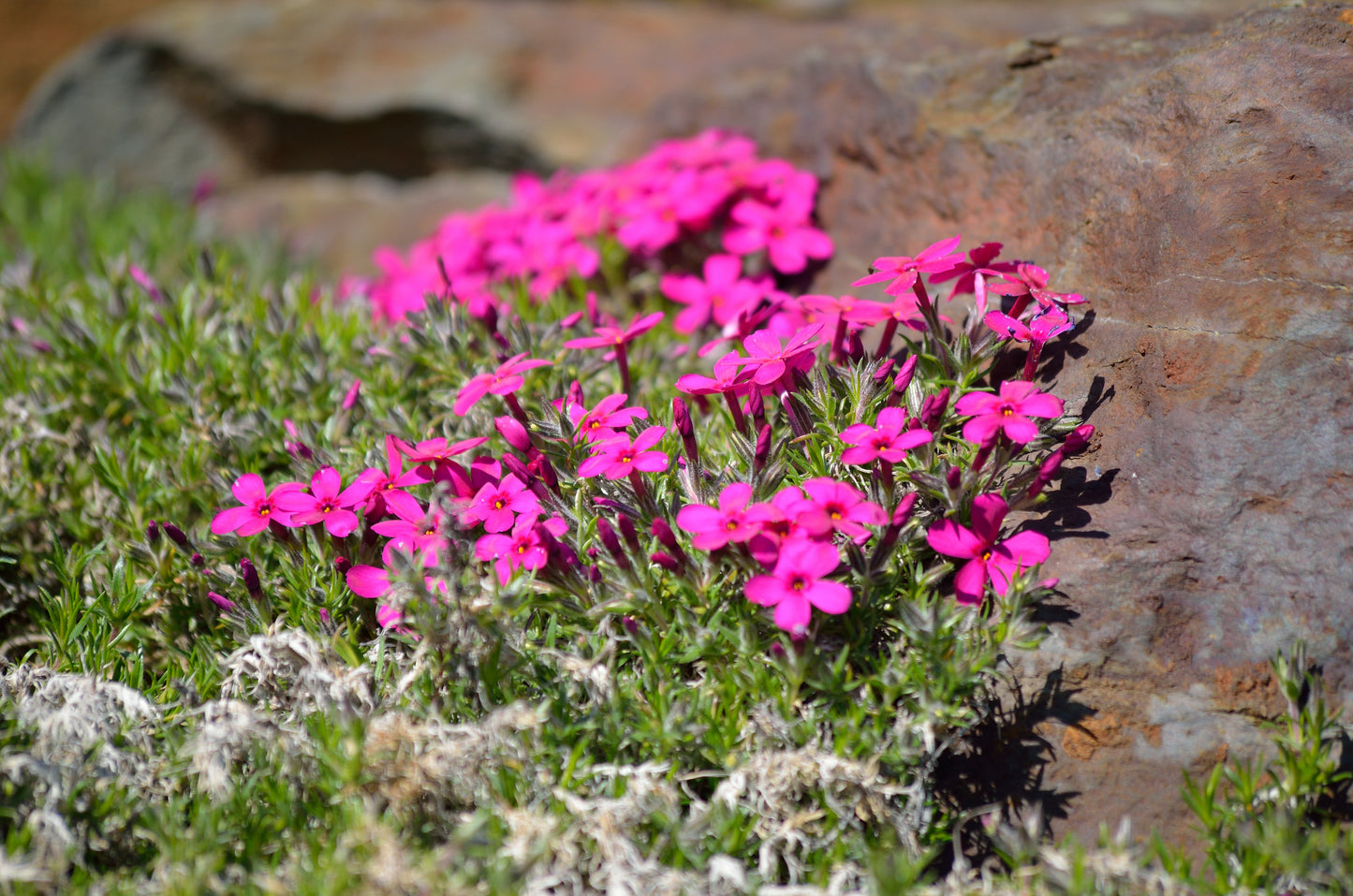 Cracker Jack Phlox