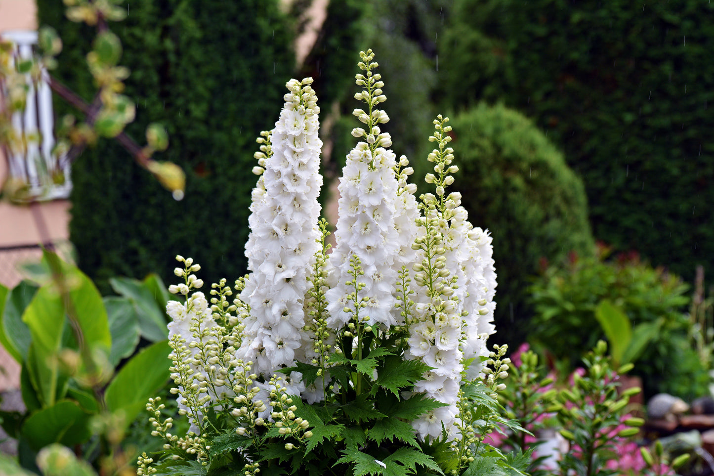 Delphinium x Elatum