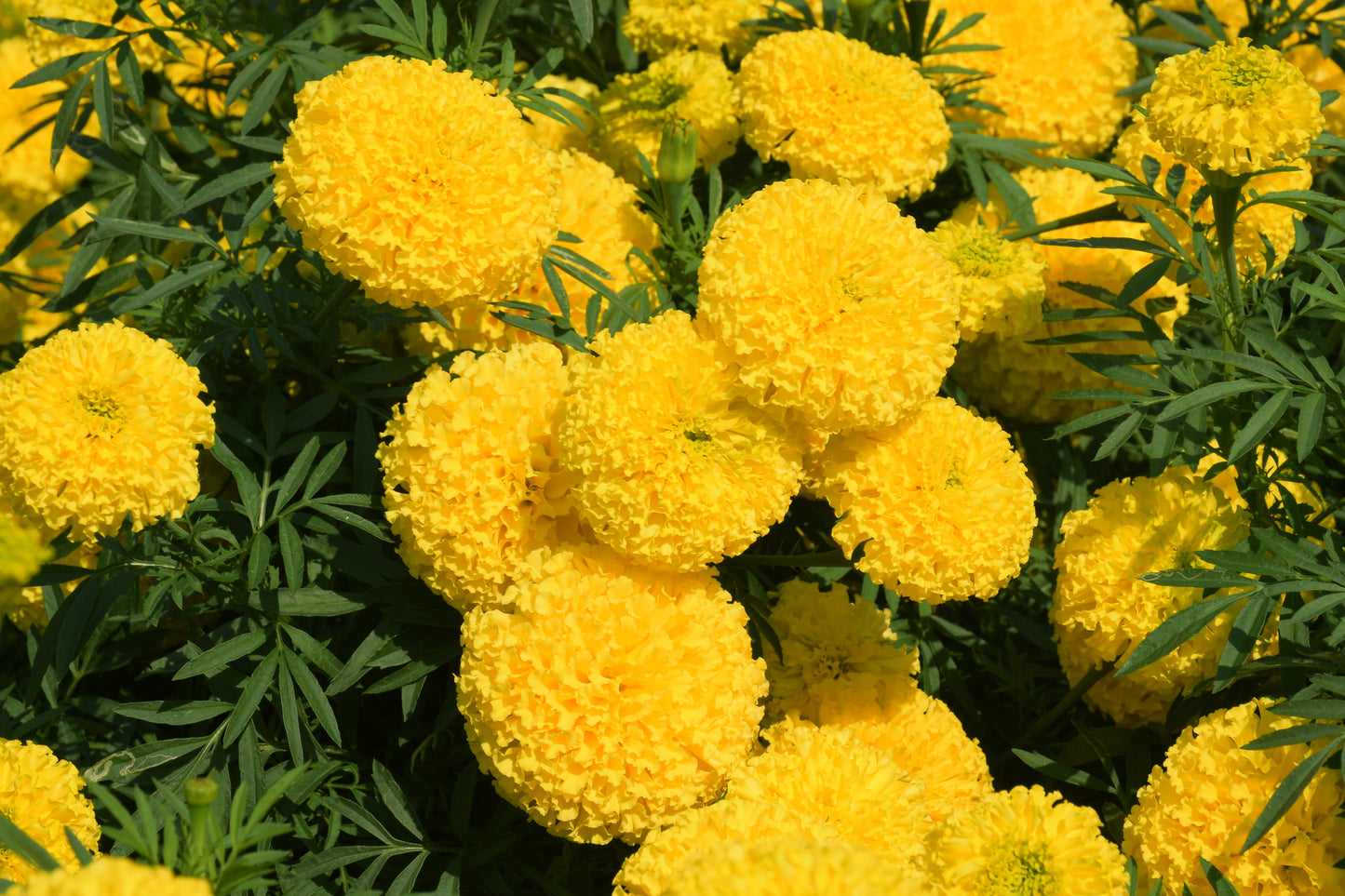 Inca II Yellow Marigold (Large Bloom)