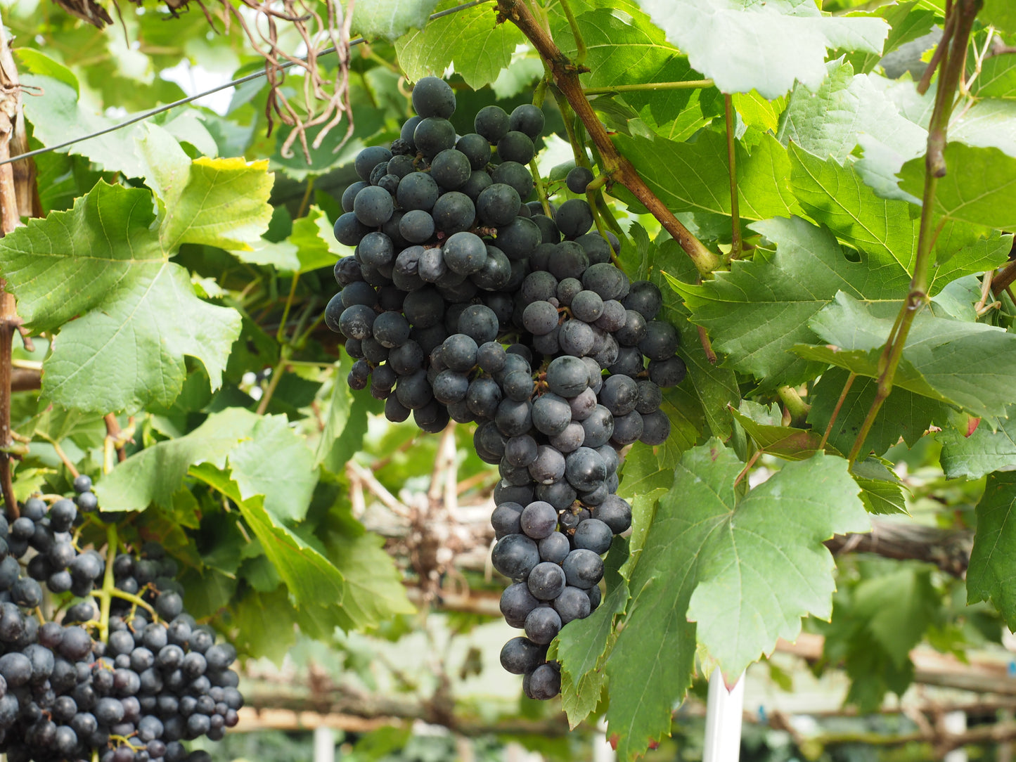 Frontenac Grape