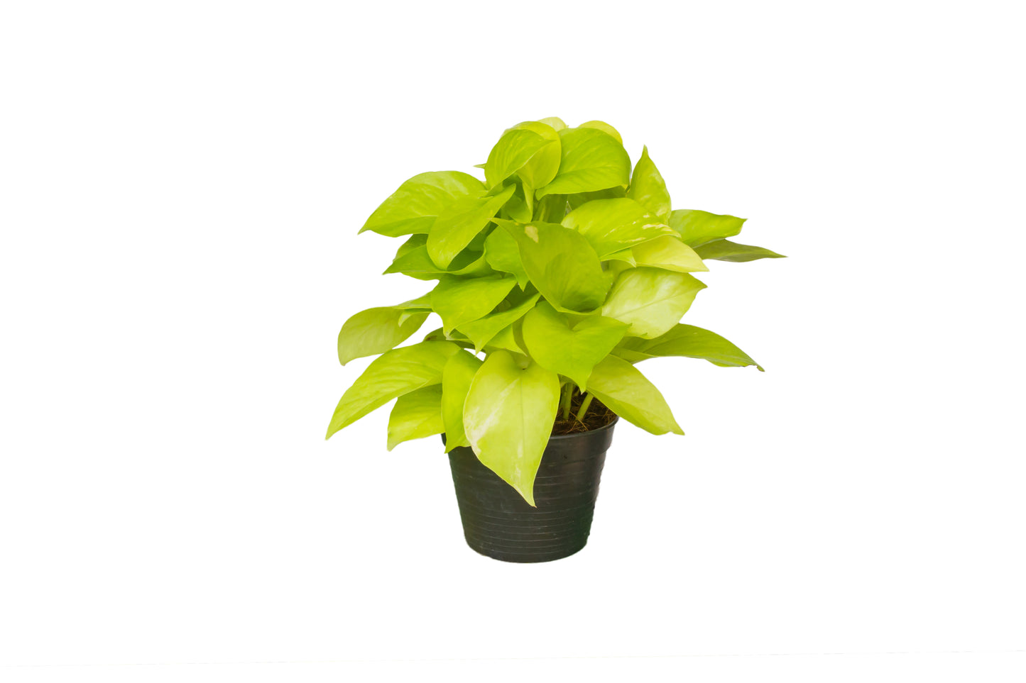 Neon Pothos