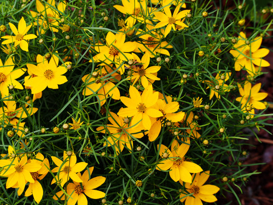 Threadleaf Coreopsis