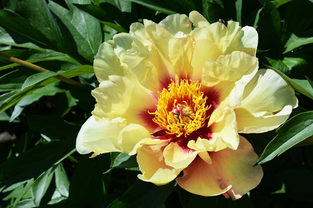 Callie’s Memory Itoh Peony