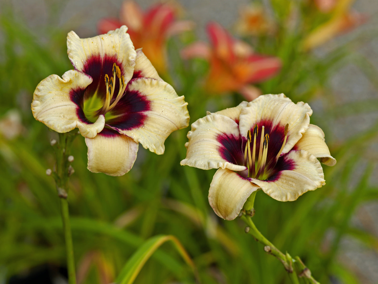 Piano Man Daylily