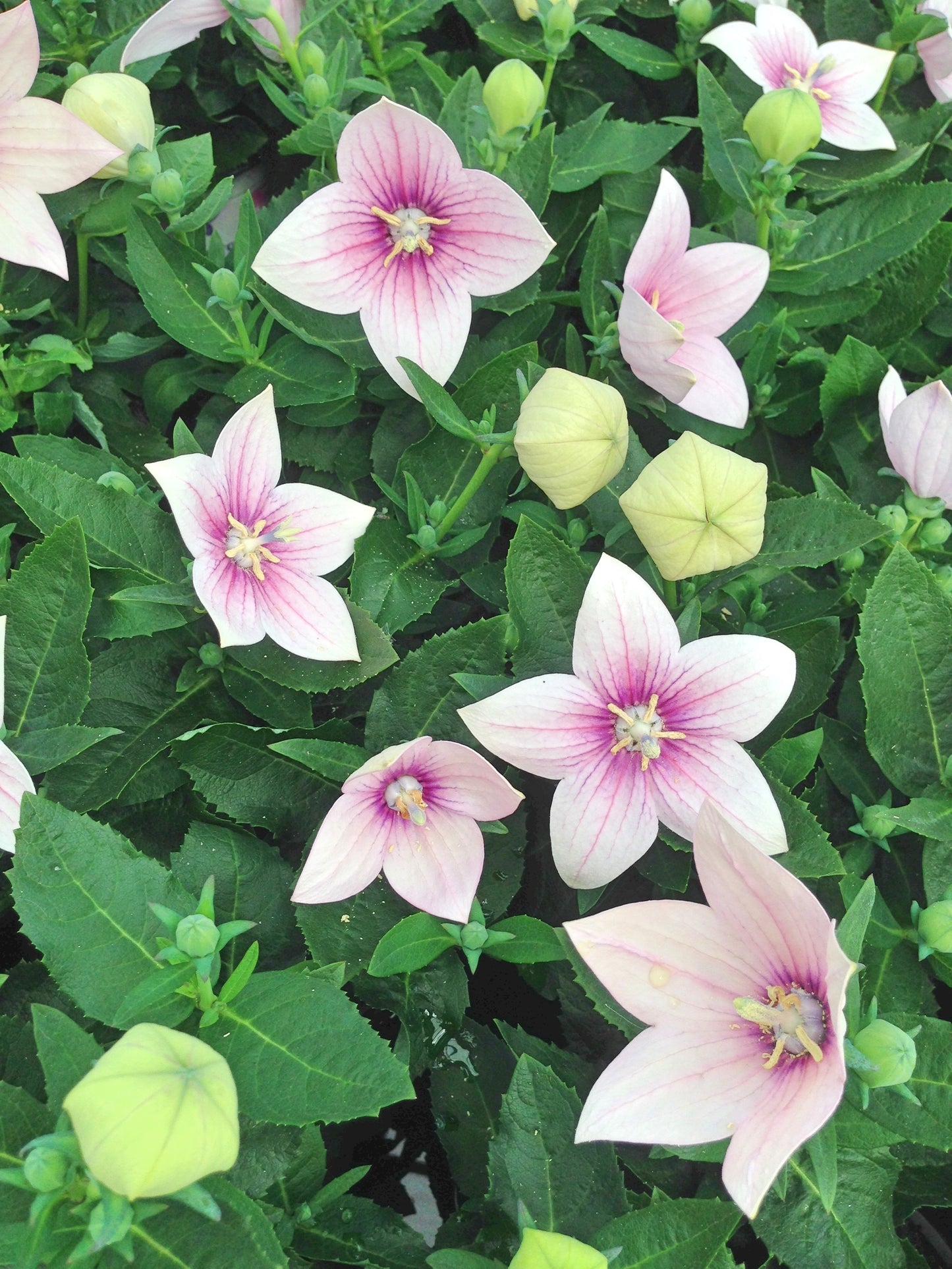 Balloon Flower