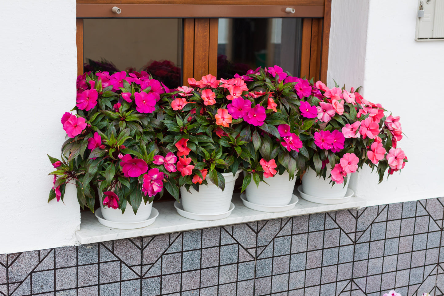 Sunpatiens Compact