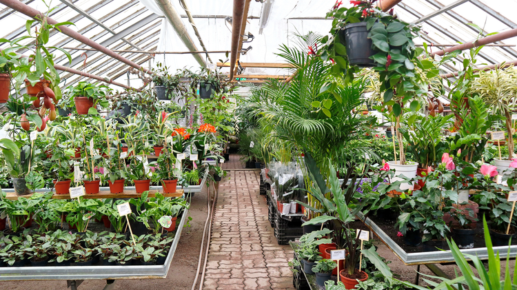Tropical & House Plants