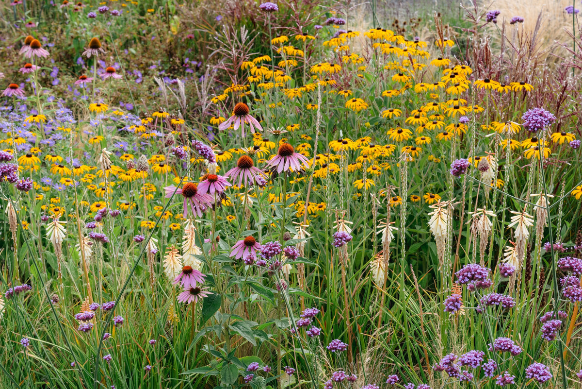 Perennials | Buy Perennial Plants at HC Gardens in Strathroy, ON