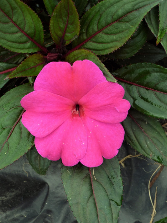 New Guinea Impatiens Magnum