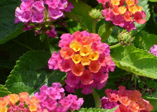 Havana Pink Lantana