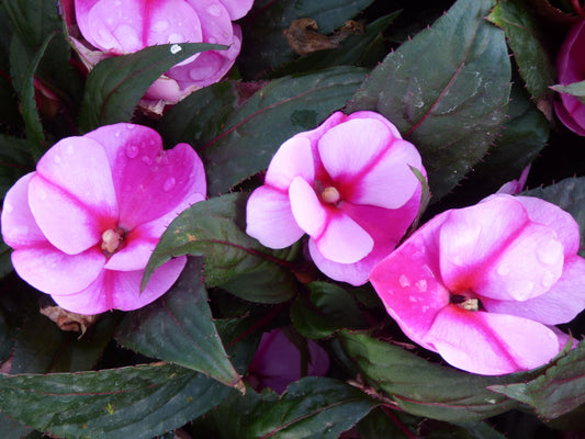 Lavender Splash New Guinea Impatiens
