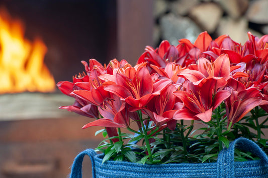Tiny Rocket Asiatic Lily