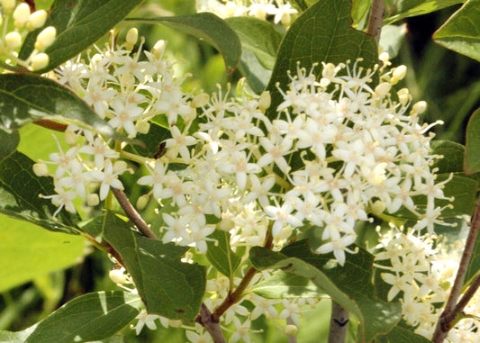 Canadian Beauties - Grey Dogwood