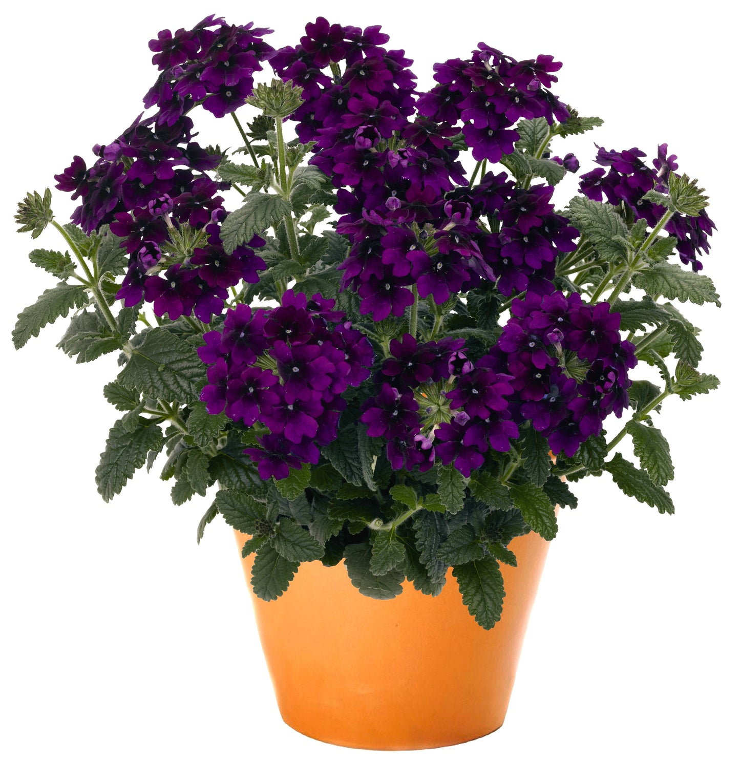 Verbena Empress Flair