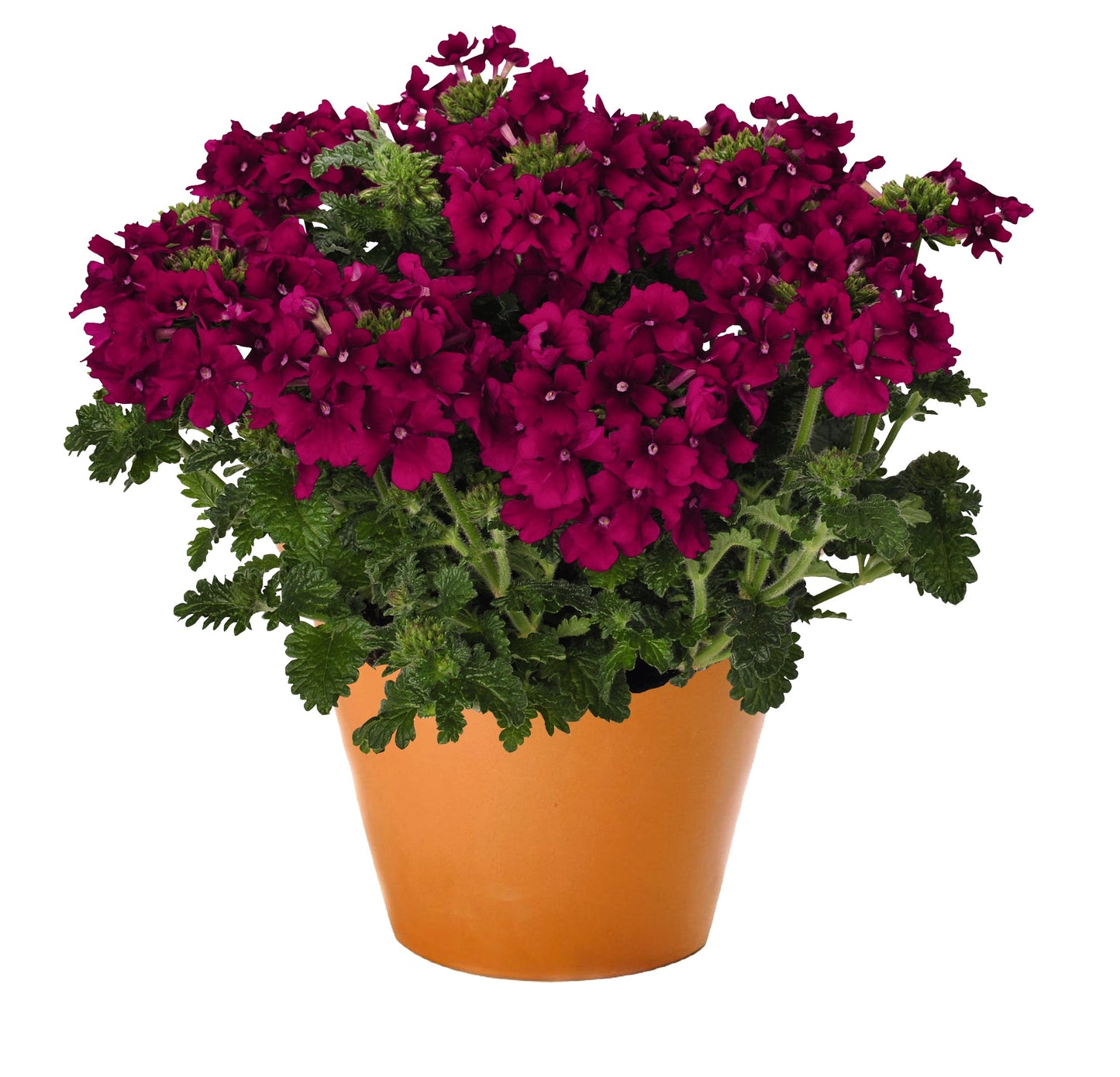 Verbena Empress Flair