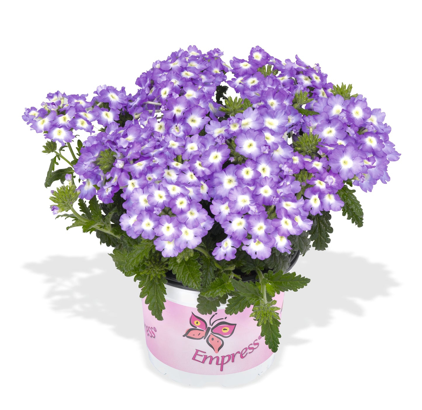 Verbena Empress Flair