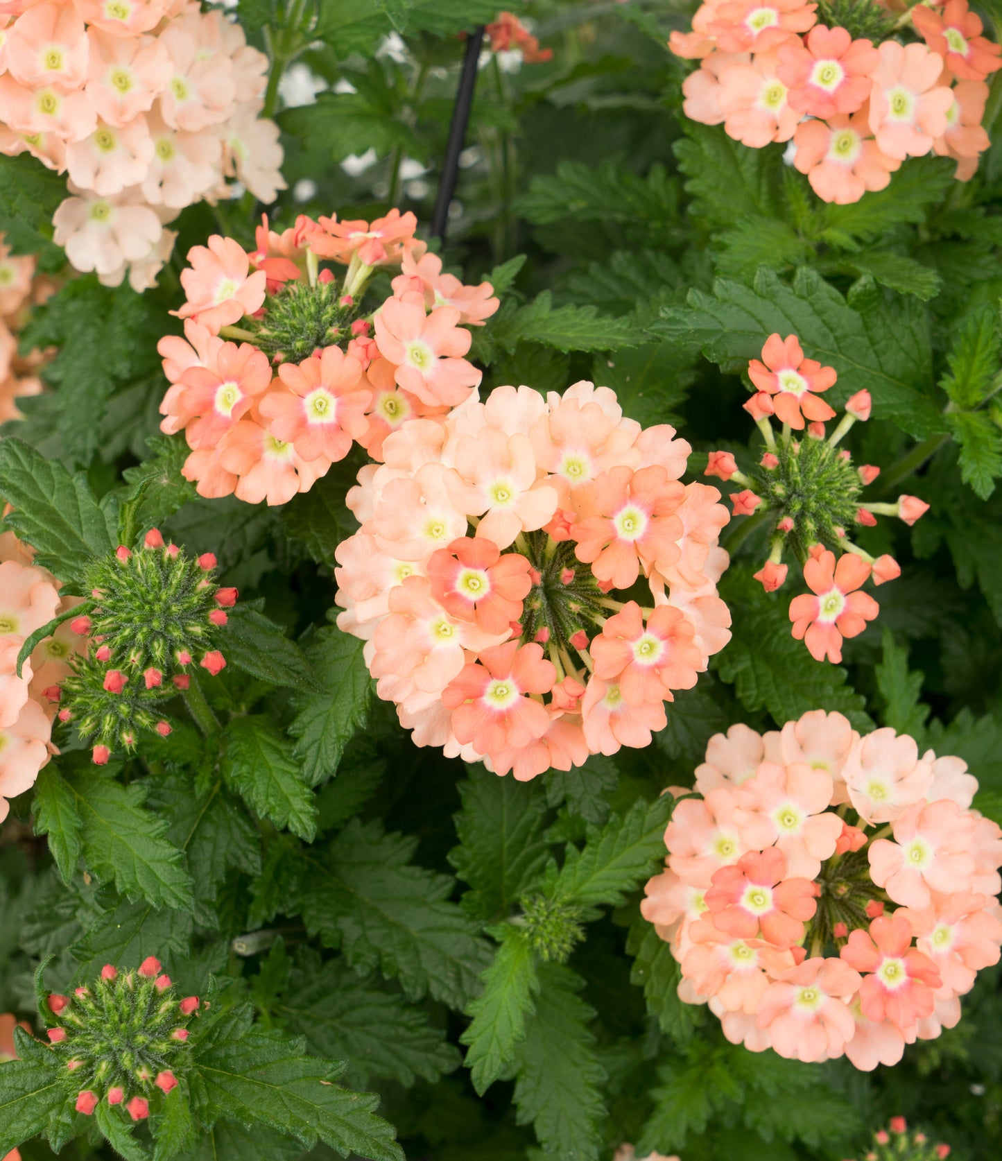 Verbena Empress Flair