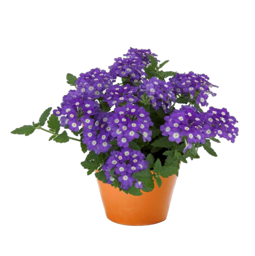 Verbena Empress Flair