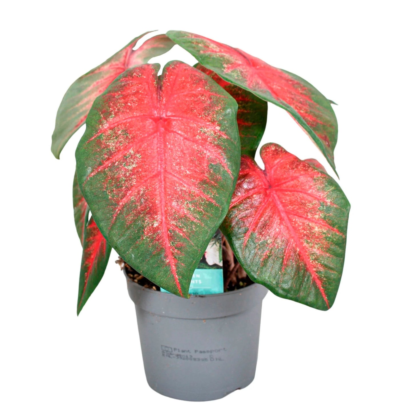 Caladium Bombshell 5"