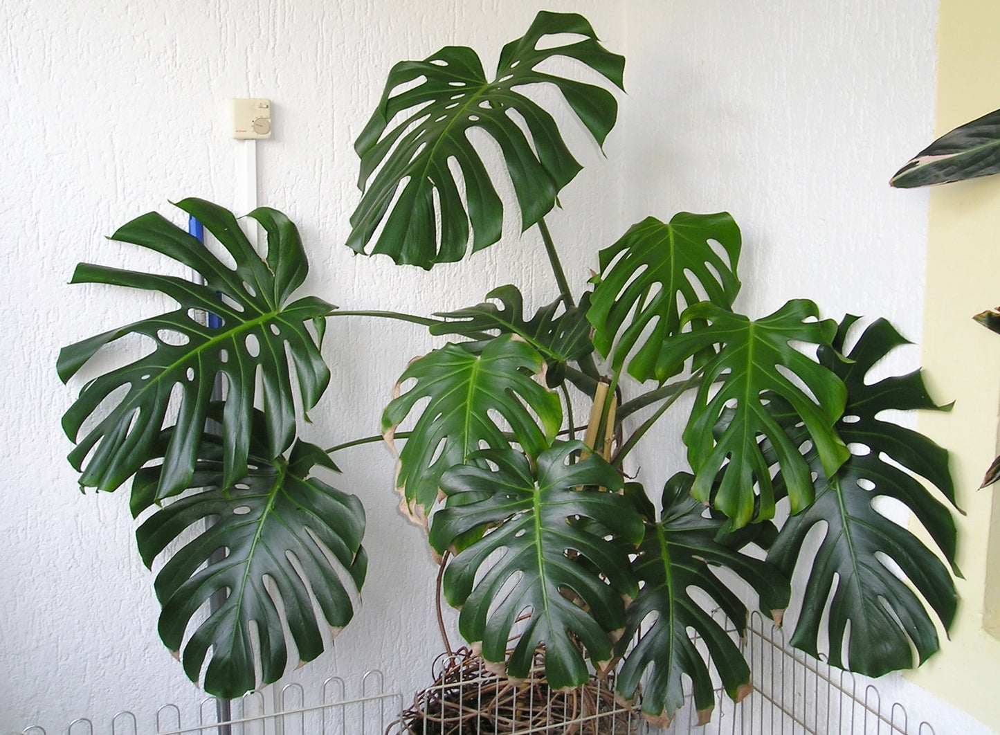 Swiss cheese Monstera