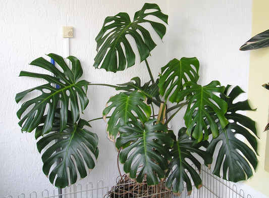 Swiss cheese Monstera