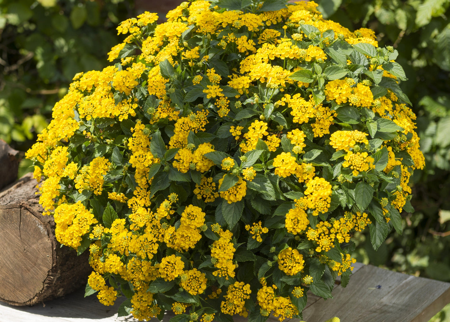 Havana Yellow (Sunrise) Lantana