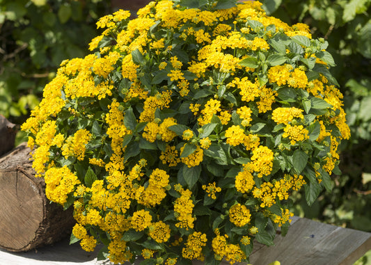 Havana Yellow (Sunrise) Lantana