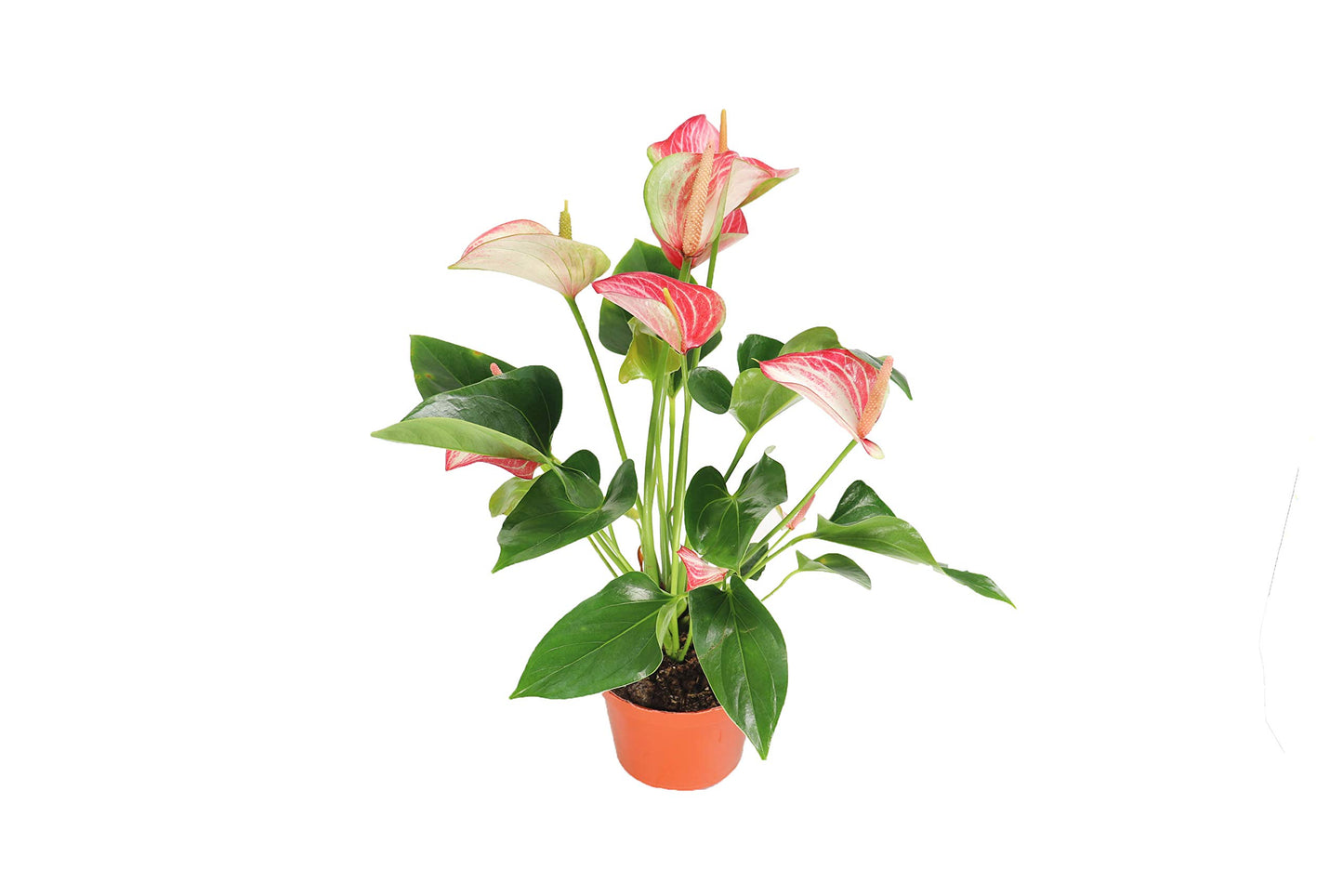 Anthurium