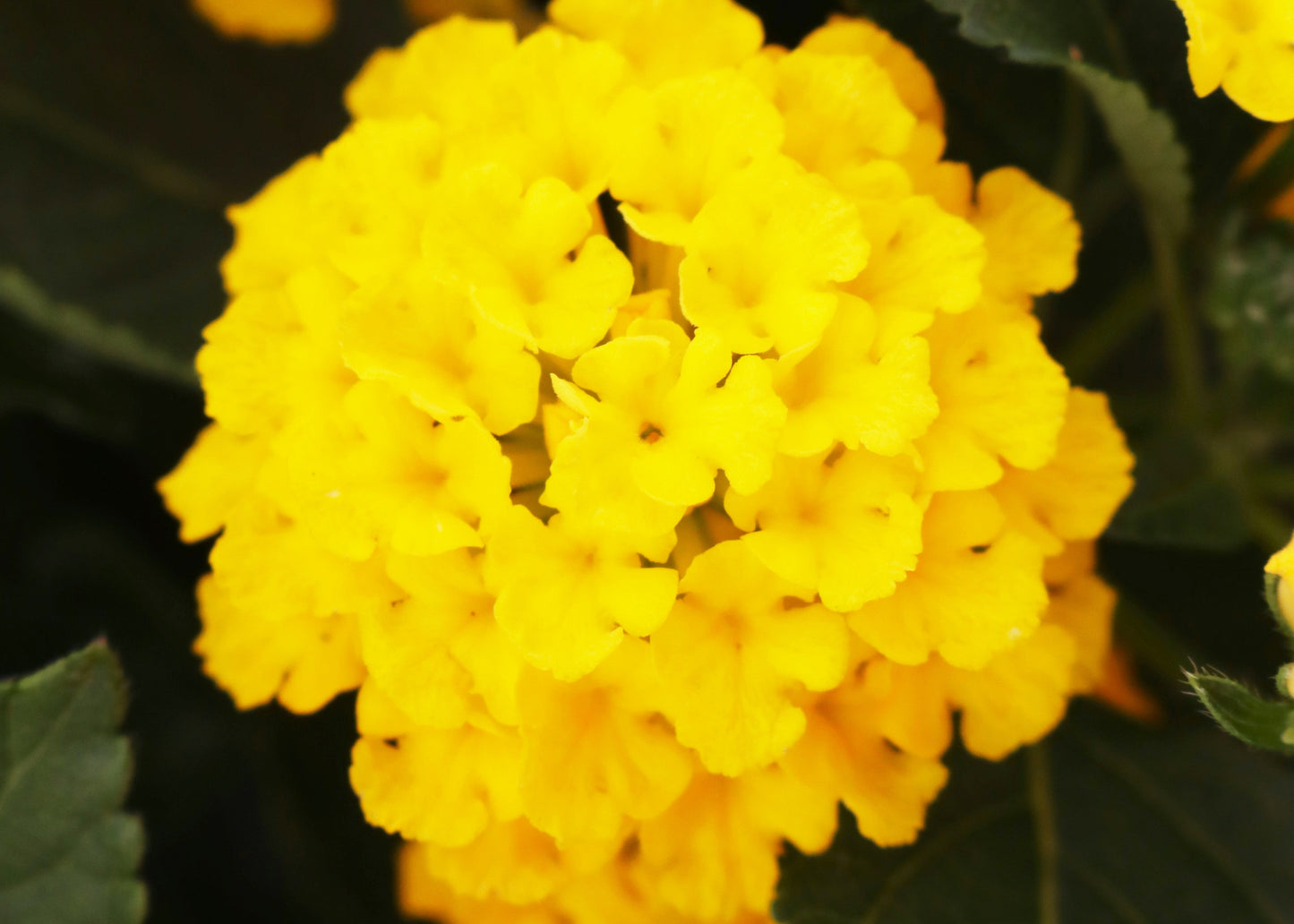 Havana Yellow (Sunrise) Lantana