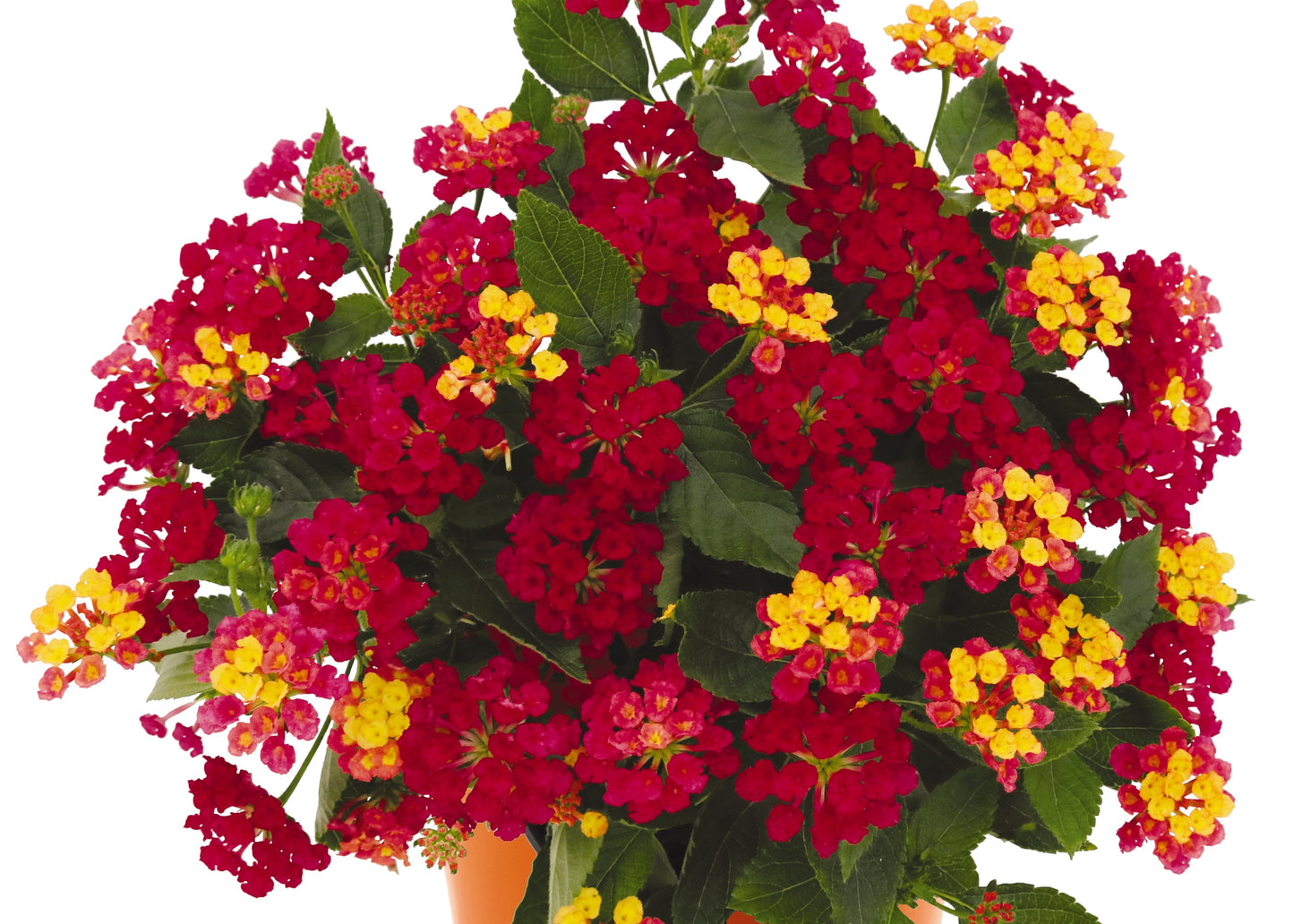 Havana Cherry Lantana