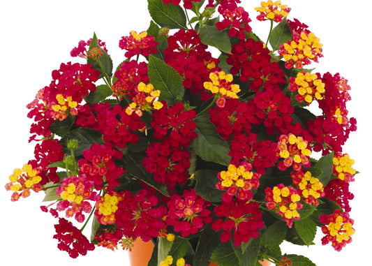 Havana Cherry Lantana